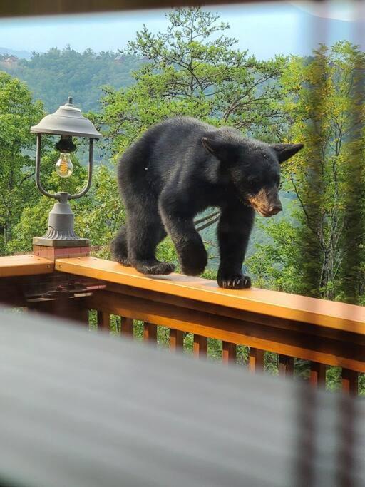 فيلا Yogi'S Den: Breathtaking Views! 3 Min To Dollywood, On 1 Acre! سيفيرفيل المظهر الخارجي الصورة